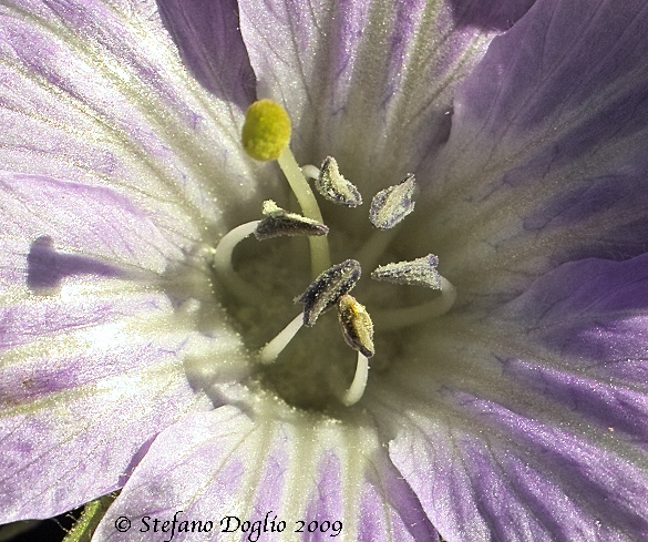 Mandragora autumnalis